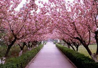 武大毕业生卖“校花”纪念品：日入过万。